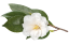 花き