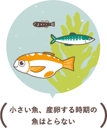 小さい魚、産卵する時期の魚はとらない