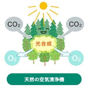 天然の空気清浄機