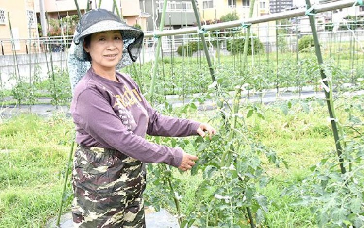 多摩産の朝採れ野菜にこだわる　青木幸子さん