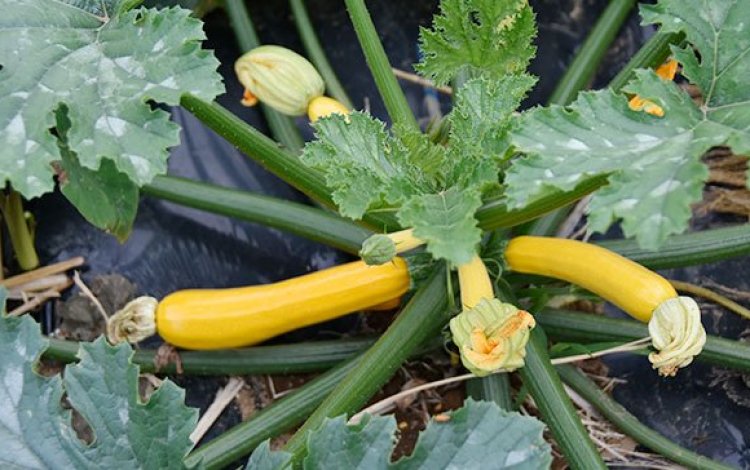 野菜作りに向かうパワーの源