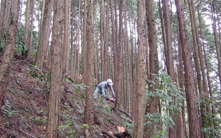 名水を生み出す山林とその管理