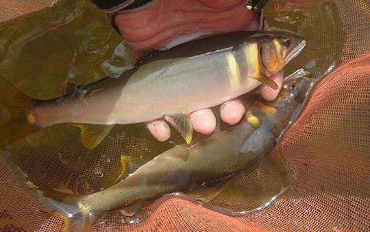 多摩川流域の人々が目標をともにして力を合わせて