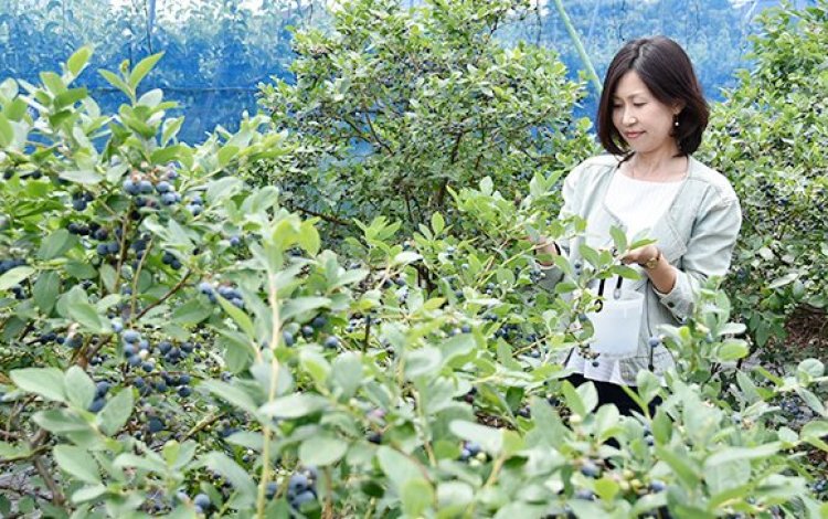 6月中旬から9月中旬くらいまで摘み取り可能！