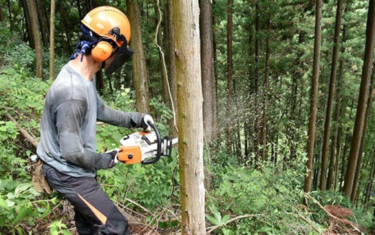 多摩の森林で植林や伐採を見学