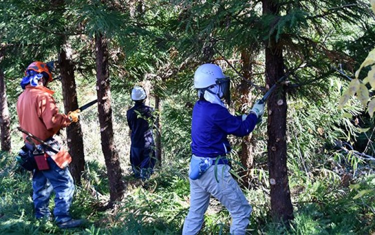 あきるの市の山林で活動を見学