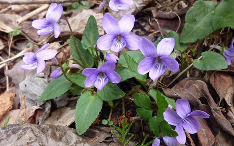 高尾山の森