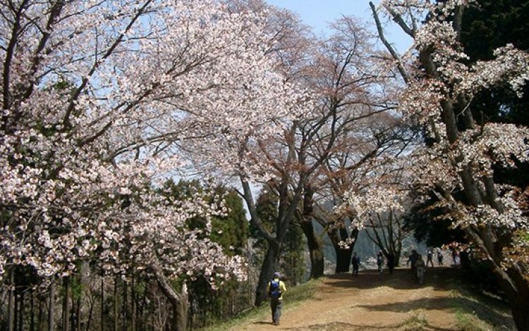 高尾山の森