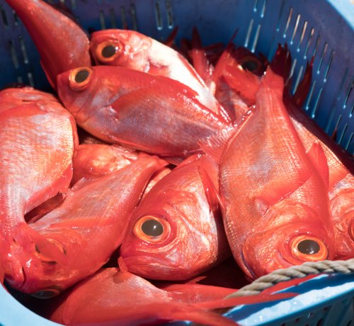 三宅島のお魚をハント！キンメダイ