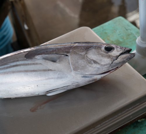 三宅島のお魚　箱詰めを手伝ってみたよ！