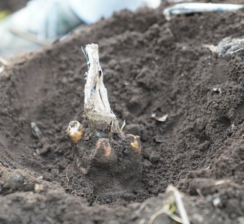 ムロに植え替える前の根株