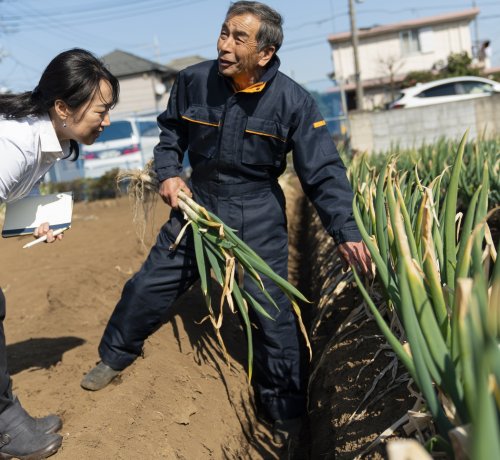 千住ネギ畑