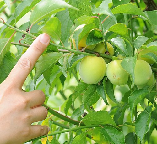 熟すと黄色くなる梅は、枝が青い