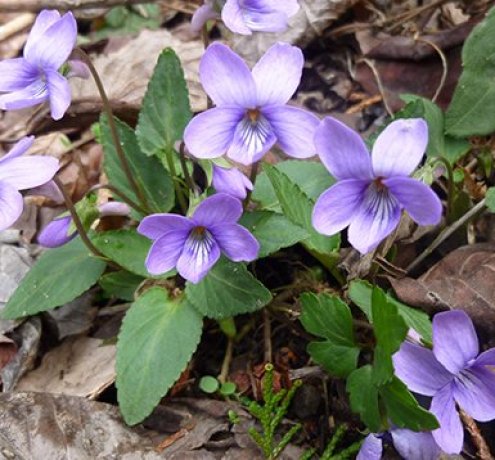 高尾山の森