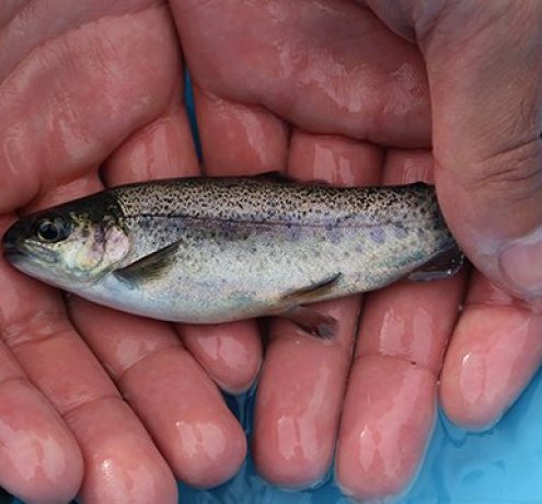 マス類稚魚の放流