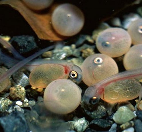 マス類稚魚の放流