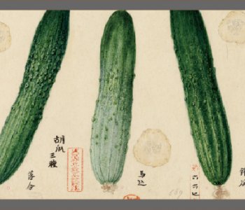 ご存じですか？「江戸東京野菜」