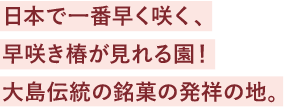 日本で一番早く咲く、早咲き椿が見れる園！大島伝統の銘菓の発祥の地。