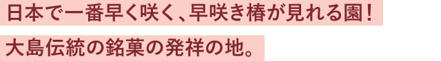 日本で一番早く咲く、早咲き椿が見れる園！大島伝統の銘菓の発祥の地。