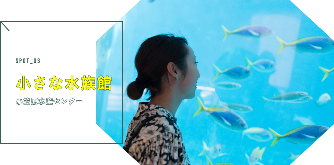 小さな水族館(小笠原水産センター)