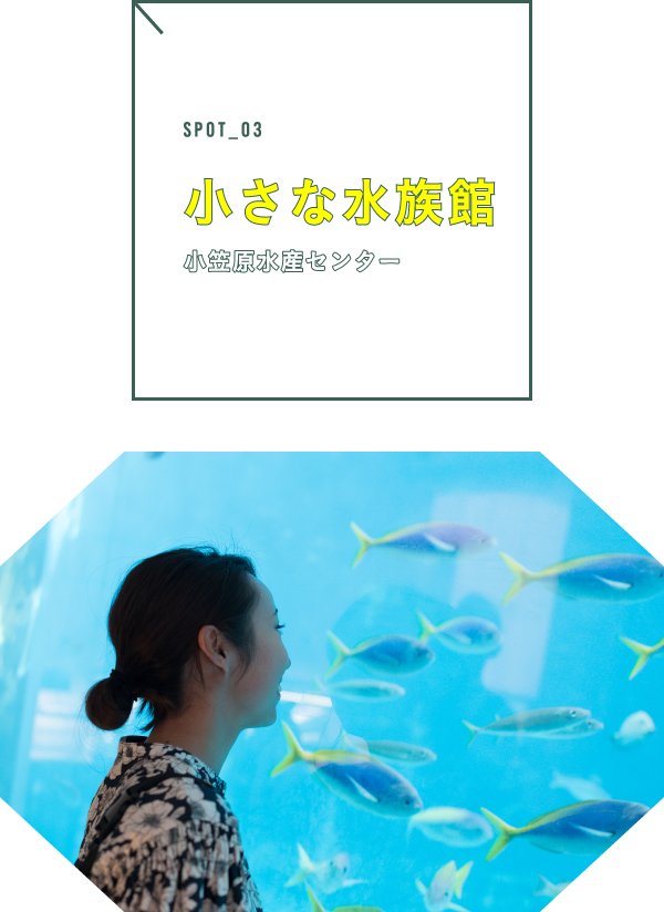 小さな水族館(小笠原水産センター)