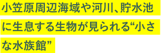 小笠原周辺海域や河川、貯水池に生息する生物が見られる“小さな水族館”