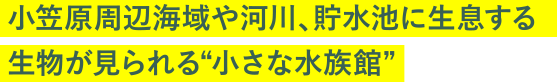 小笠原周辺海域や河川、貯水池に生息する生物が見られる“小さな水族館”