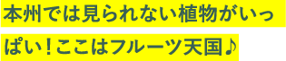 本州では見られない植物がいっぱい！ここはフルーツ天国♪