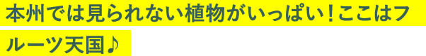 本州では見られない植物がいっぱい！ここはフルーツ天国♪