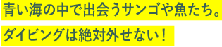 青い海の中で出会うサンゴや魚たち。ダイビングは絶対外せない！