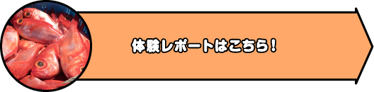 体験レポートはこちら！